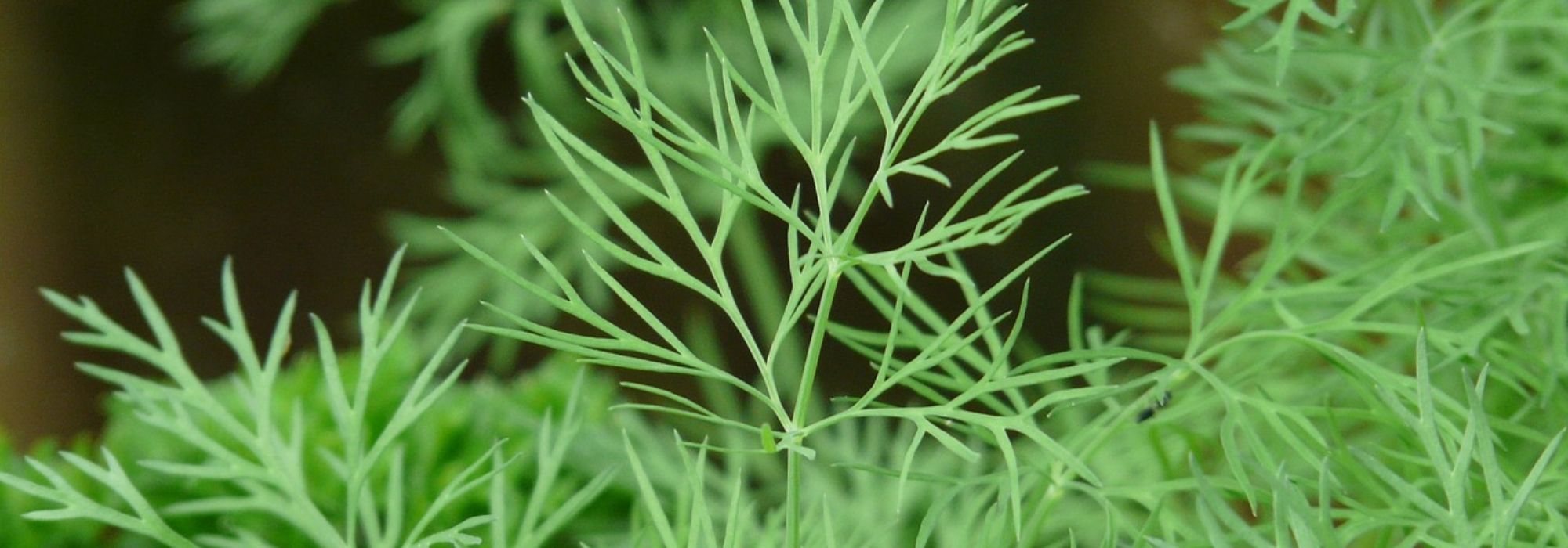 Growing dill in pots