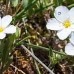 Arenaria, sandwort: planting, growing and care