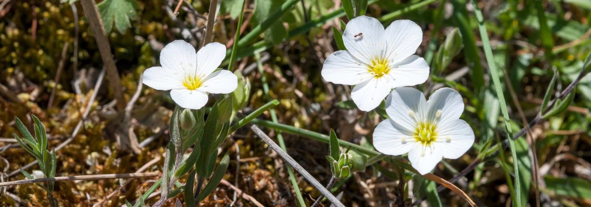 Arenaria, Sandwort: planting, cultivation, maintenance