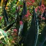 Associate the agave