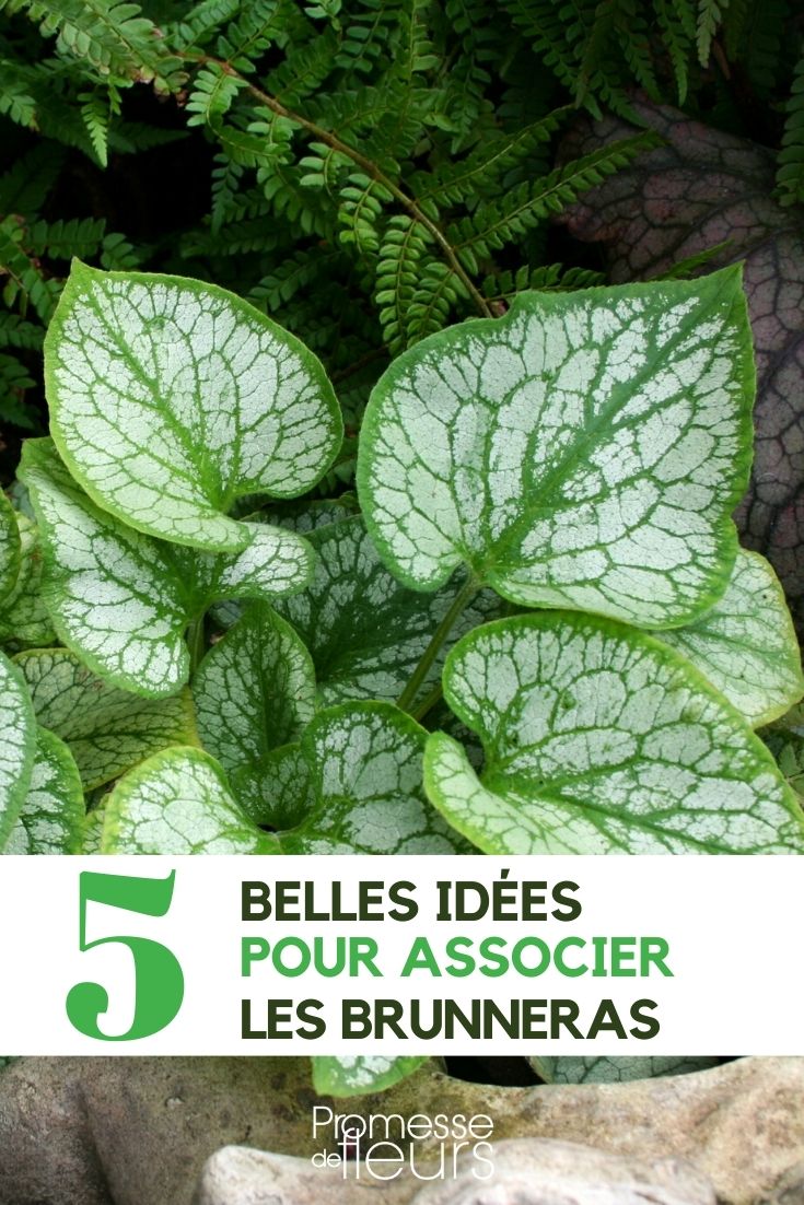 Brunnera: 5 Plant Pairing Ideas