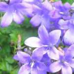 7 campanulas with star-shaped flowers