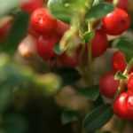 Cranberry: planting, harvest, benefits
