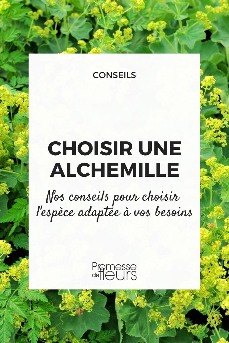 Choosing a Lady's Mantle Lady's Mantle: Buying Guide