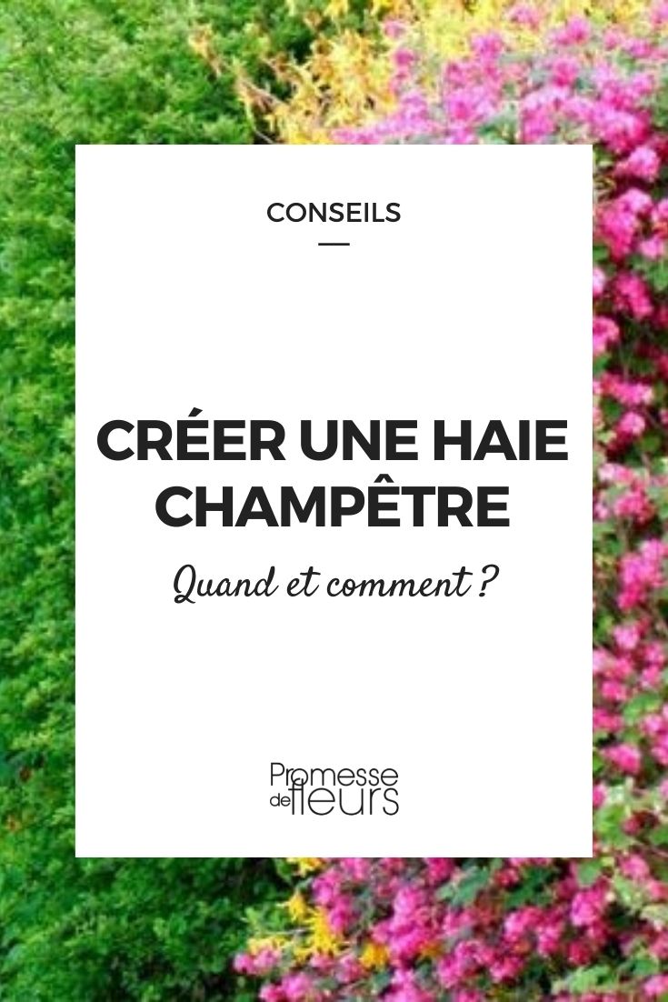 Create a Bocage Hedge