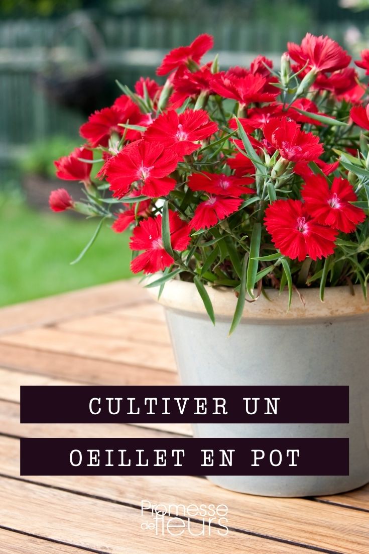 Growing Carnations in a Pot Potted eye