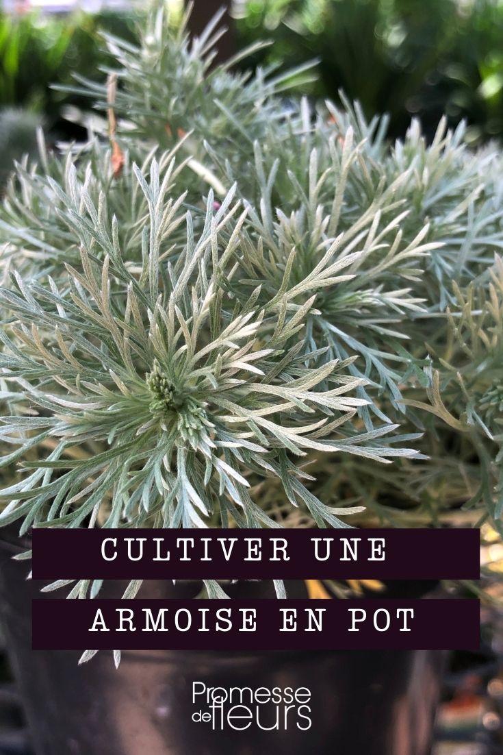 mugwort in a pot
