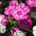 6 eyes to grow in pots