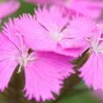 The 5 most beautiful pink carnations