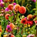 Creating a bohemian garden
