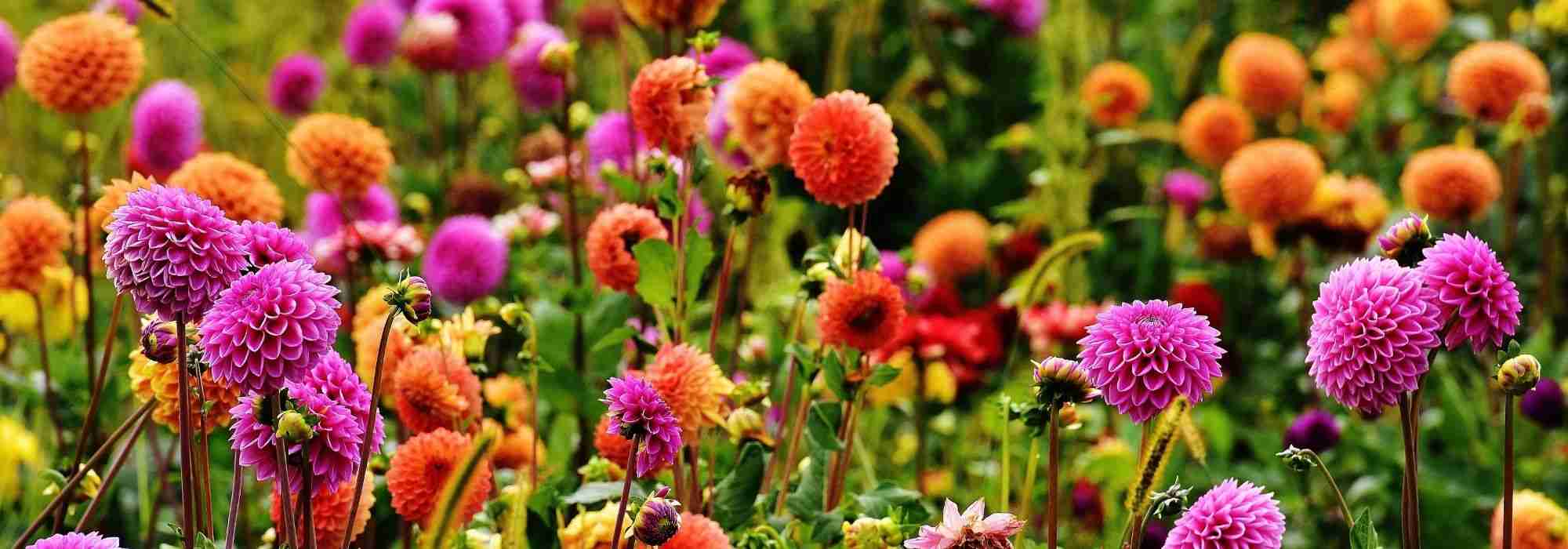 Creating a bohemian garden