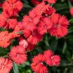 The 5 most beautiful red carnations