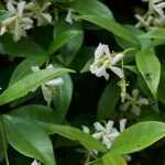 8 tough climbing plants for beginners