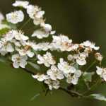 How to pair Hawthorns?