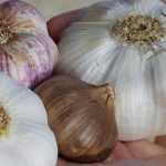 Garlic: the best varieties