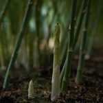 Asparagus: planting, cultivation, harvest