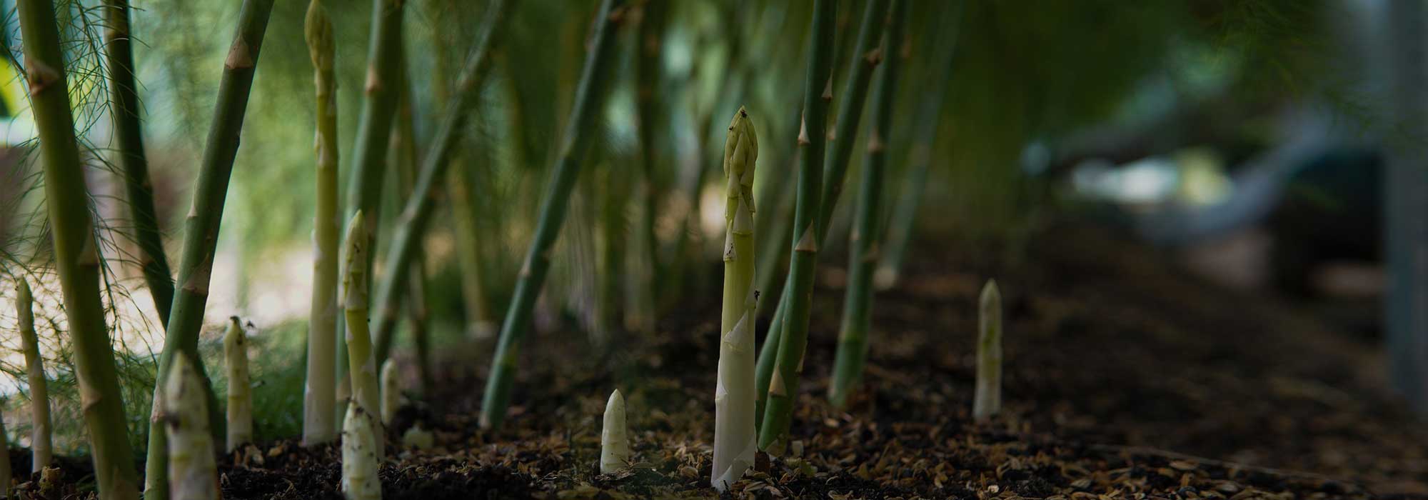Asparagus: planting, cultivation, harvest