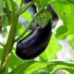 Eggplant: diseases and pests
