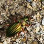 The ground beetle: this unknown friend of the gardener