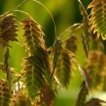 Chasmanthium latifolium, wild oats: planting and care