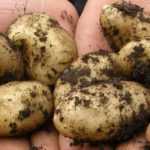 Potato: planting, cultivation, harvest
