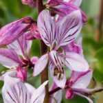 Dictamnus, Fraxinelle: planting and caring for it