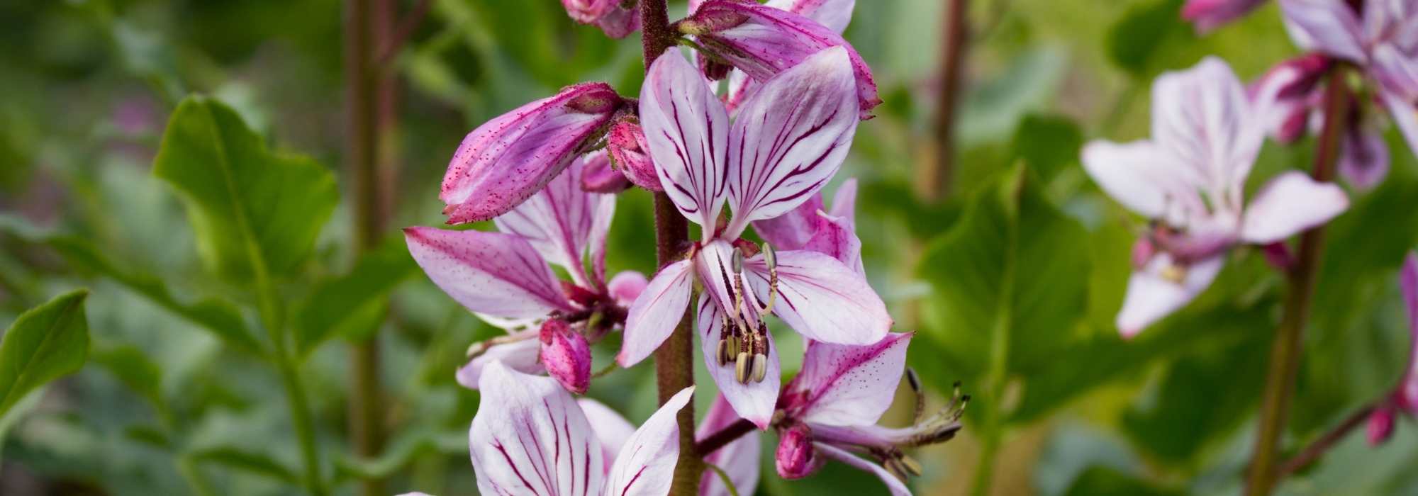 Dictamnus, Fraxinelle: planting and caring for it