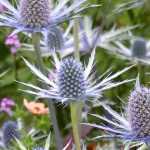 Choosing an Eryngium
