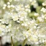 White-flowered Filipendulas: 6 varieties to discover
