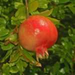 The pomegranate tree: planting, growing, harvesting