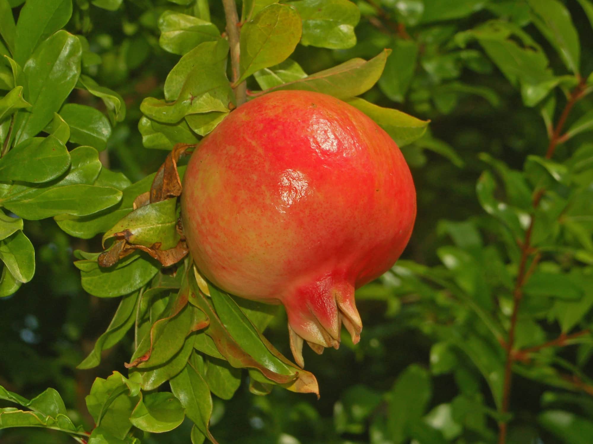 The pomegranate tree: planting, growing, harvesting