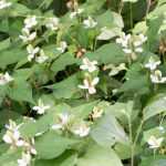 Houttuynia cordata, Chinese Pepper: planting, growing