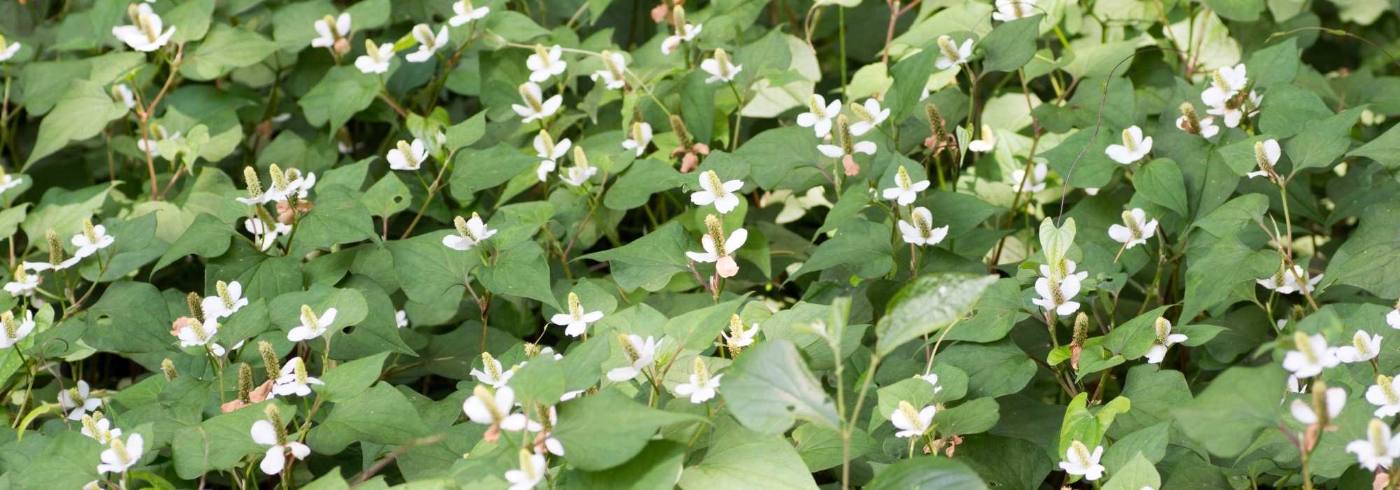 Houttuynia cordata, Chinese Pepper: planting, growing