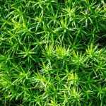 Sagina, Sagina subulata: planting, care, uses