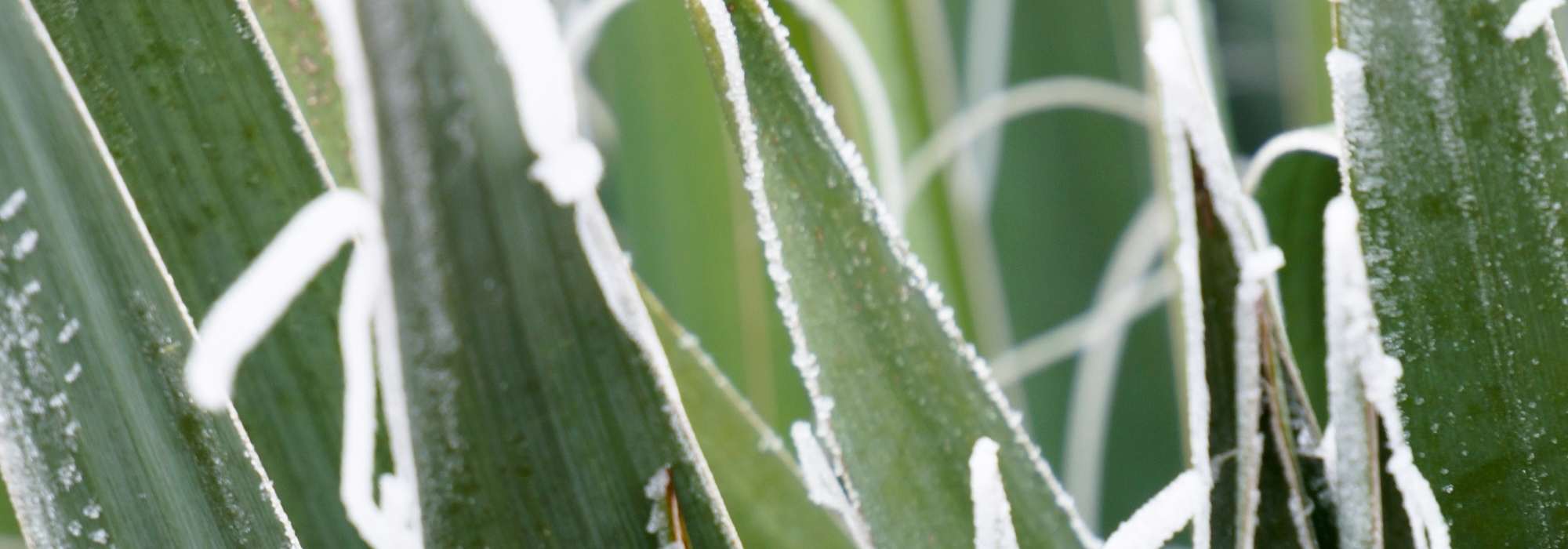 How to winter an agave?
