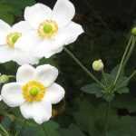Japanese anemone with white flowers: 10 varieties to discover