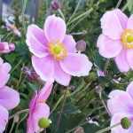 5 Japanese anemones for a border