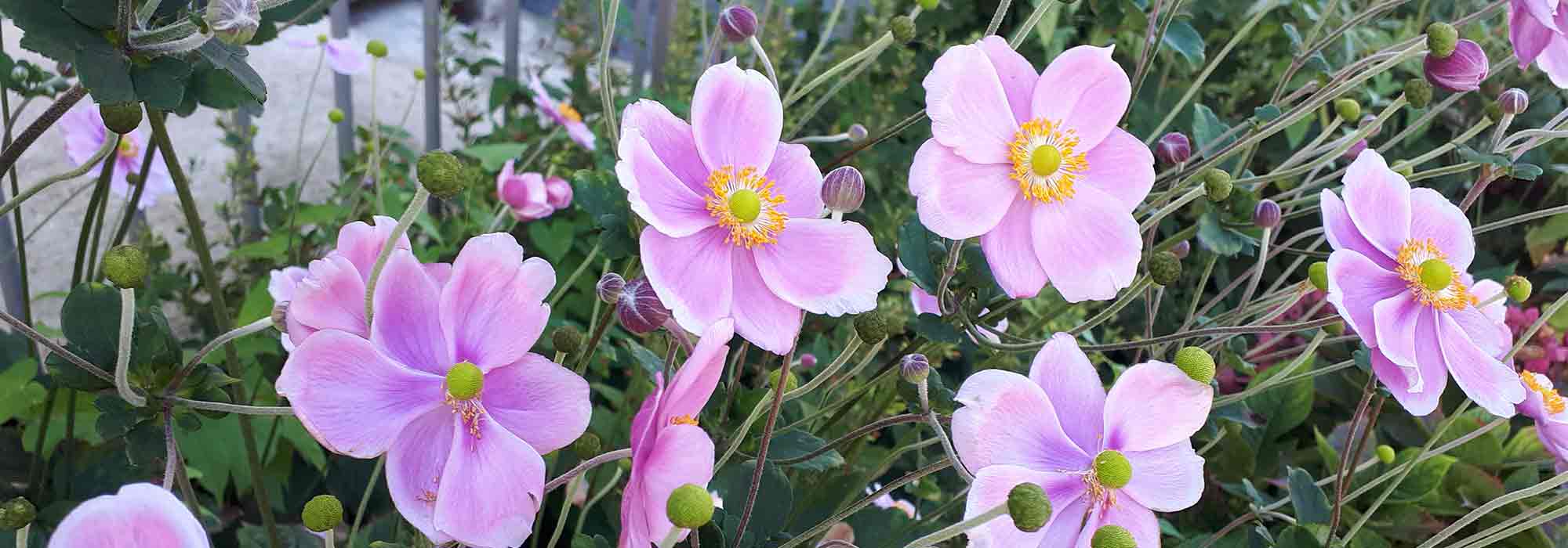 5 Japanese anemones for a border display