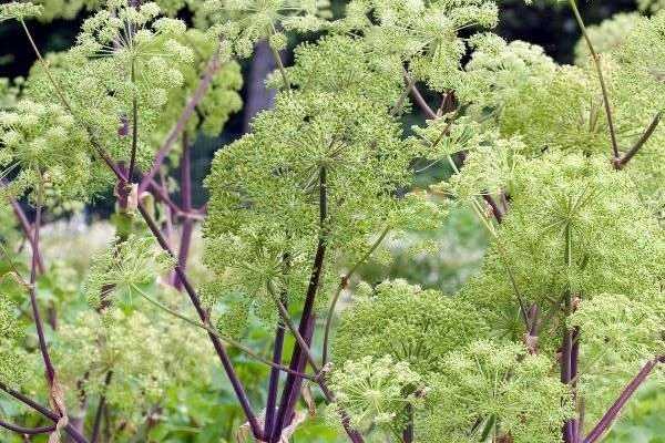 How to harvest and store Angelica seeds?