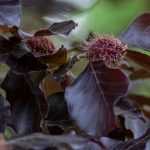 7 purple leaved trees