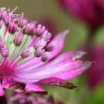 Pink Astrantias