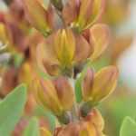 Baptisia: the most beautiful varieties