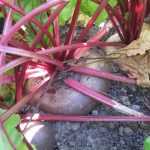 Beetroot: diseases and pests