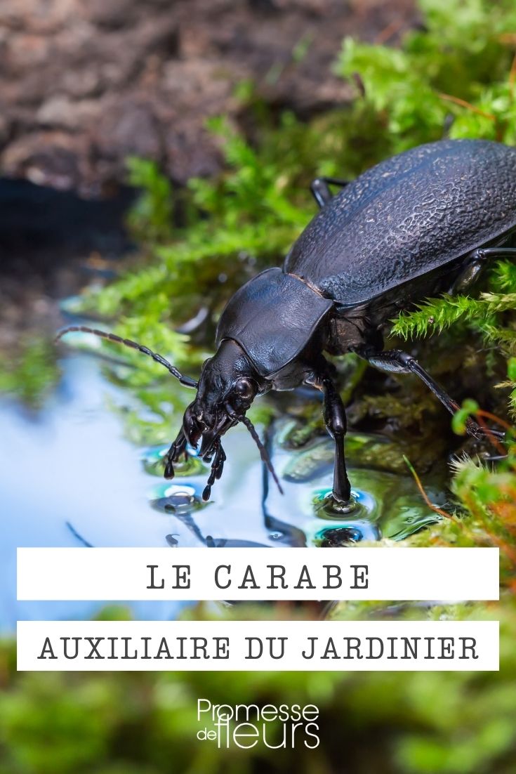 beetle (1) ground beetle