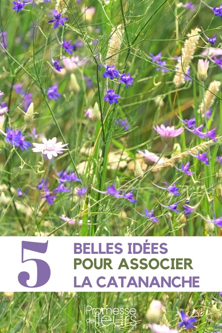 catananche-associate Pairing the Cupid's Dart