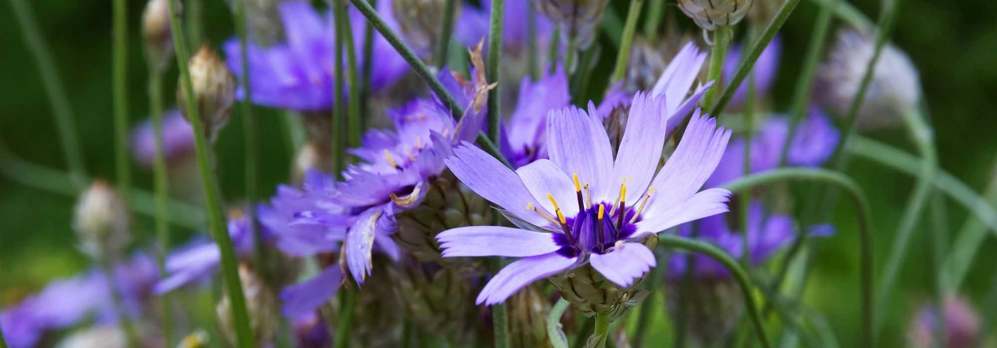Catananche, Cupidone: pairing it in the garden