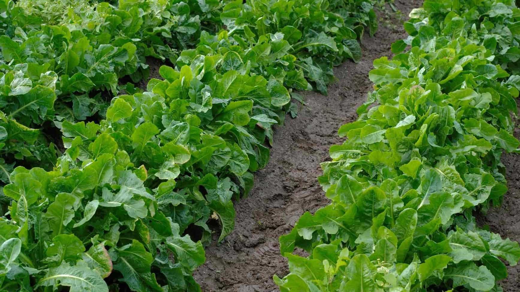Chicory: sowing, cultivation and harvest