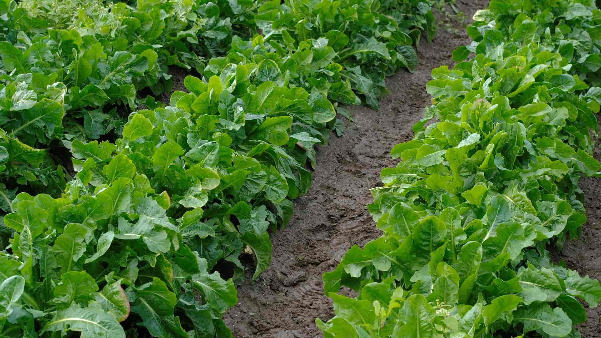 Chicories: sowing, cultivation and harvest