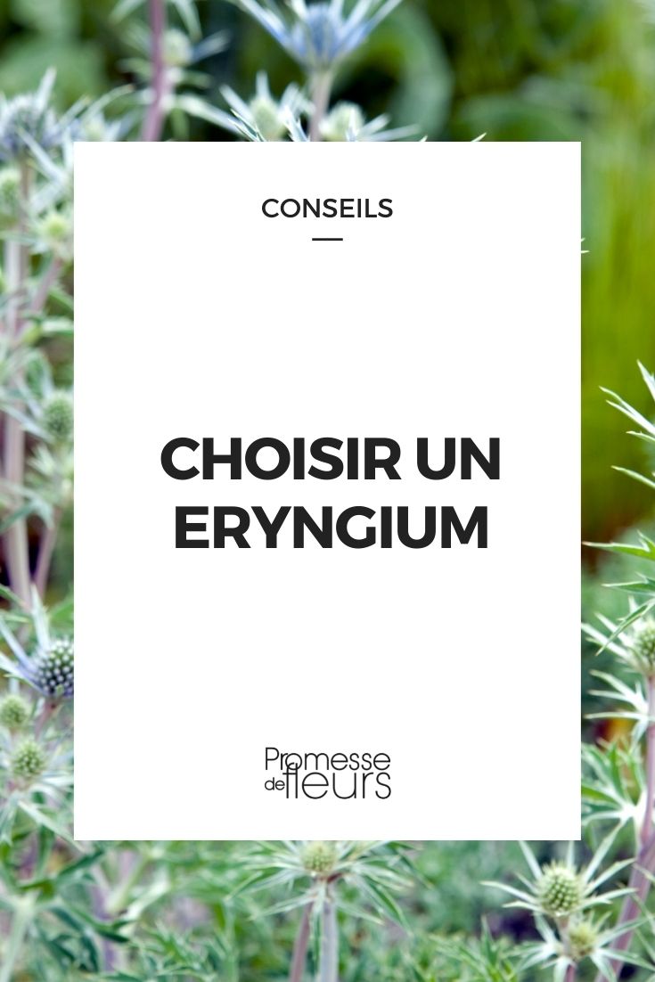 Choose Sea Holly Choose Sea Holly