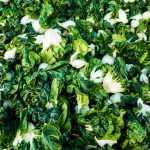 6 Chinese cabbages to discover